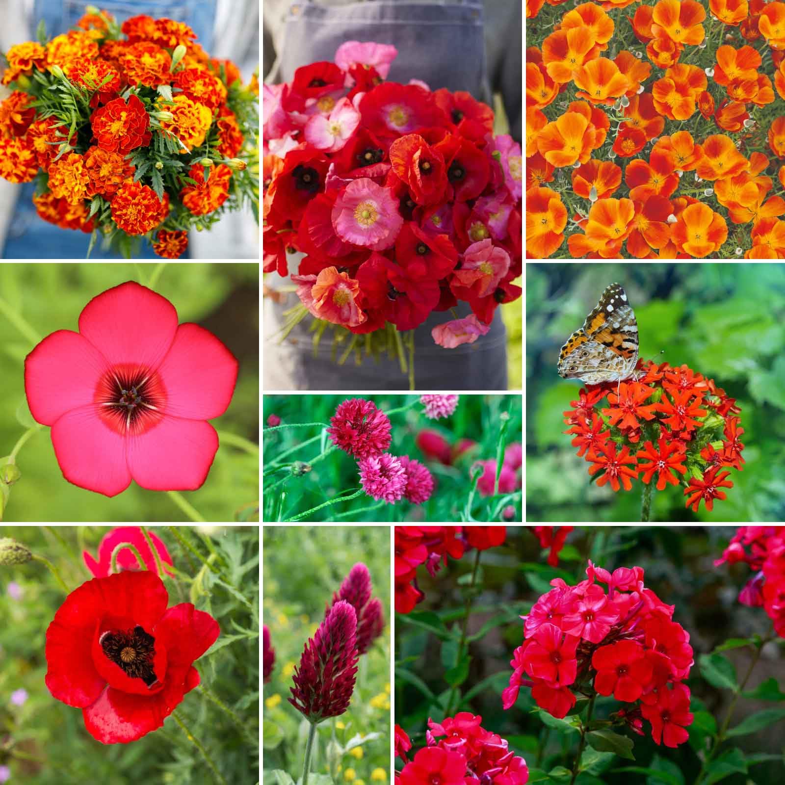 Eden Brothers Red Head Wildflower Mixed Seeds
