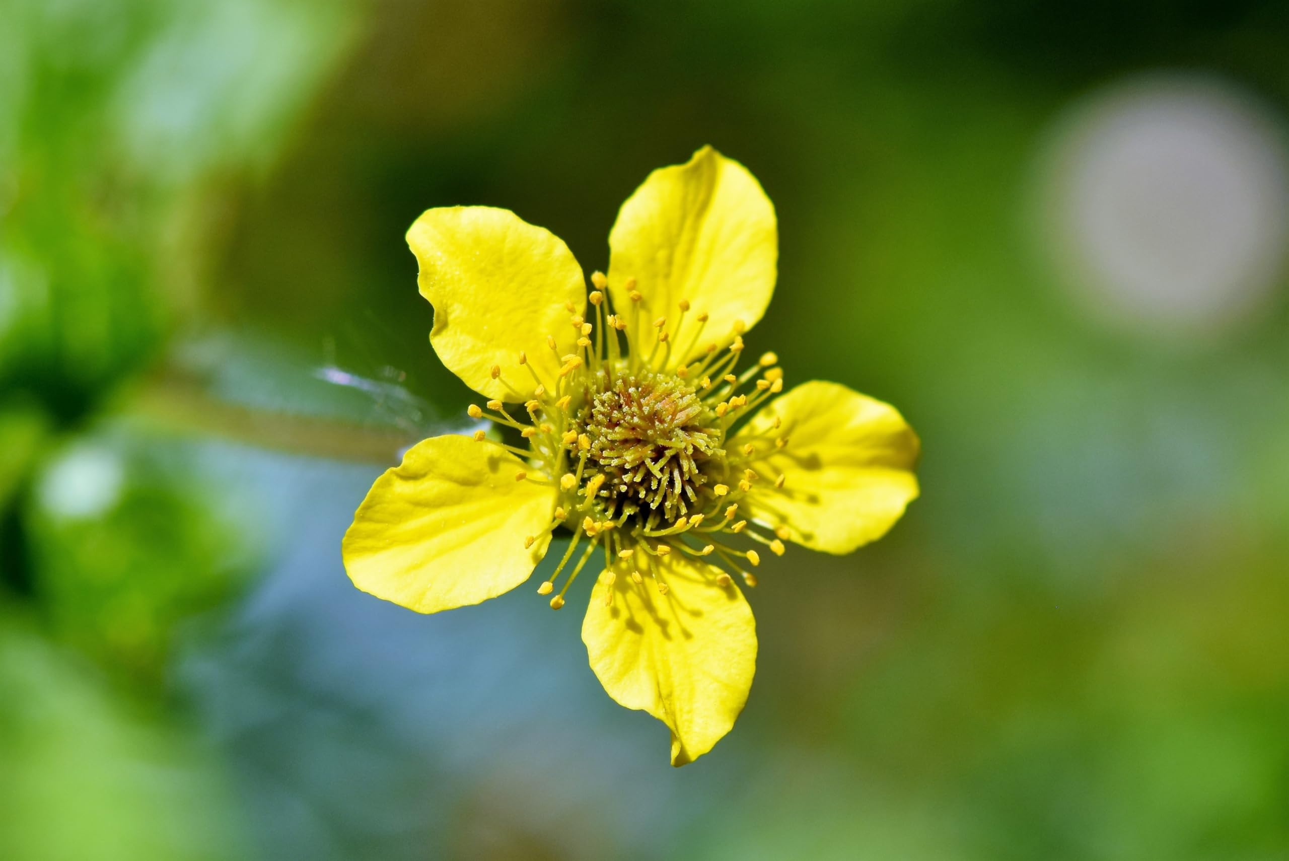 Echte Nelkenwurz (Geum urbanum) Samen. Heil- & Gewürzpflanze (20000 Samen = 44,0g)