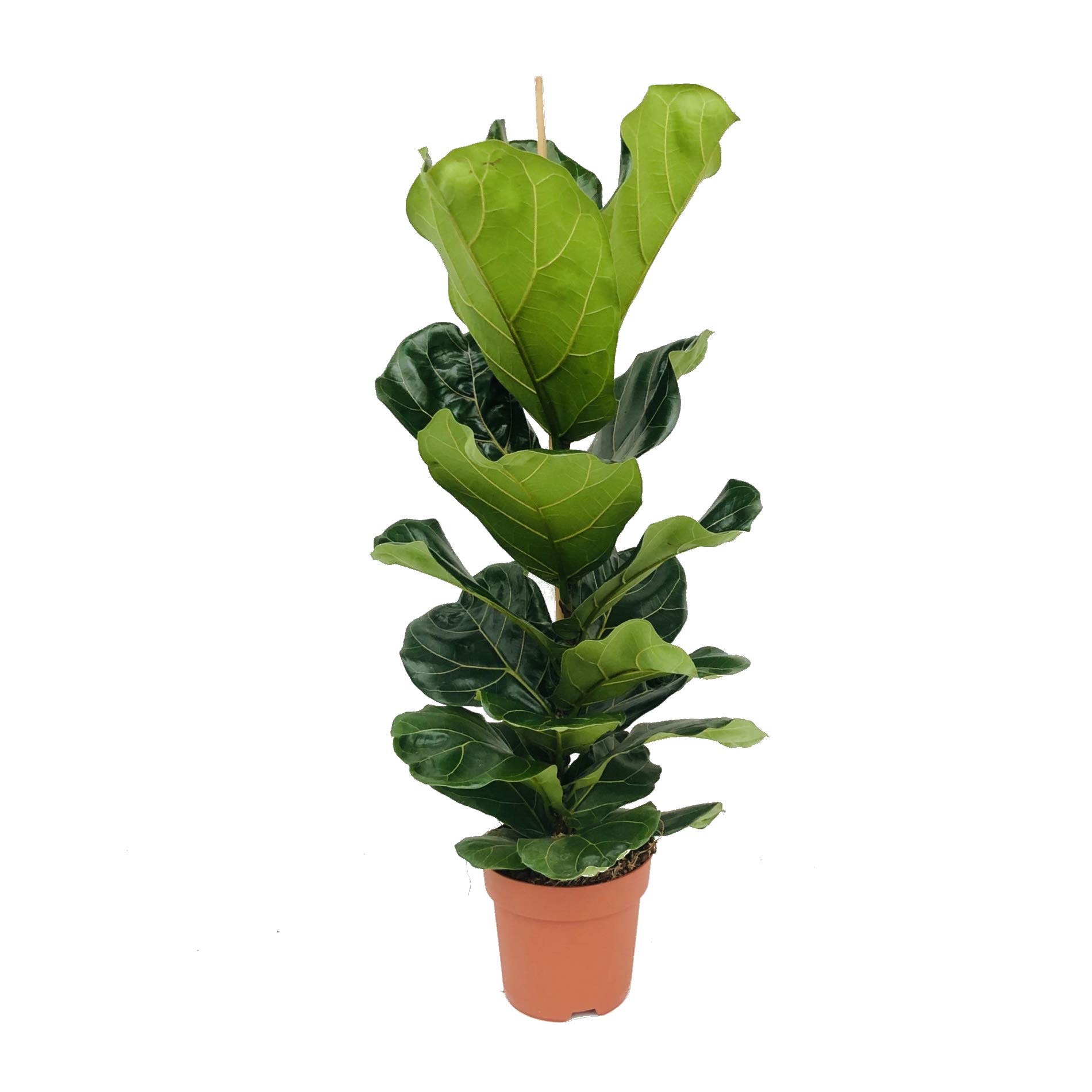 Ficus Lyrata Higuera Hoja de Violín 100cm Planta Natural de Interior