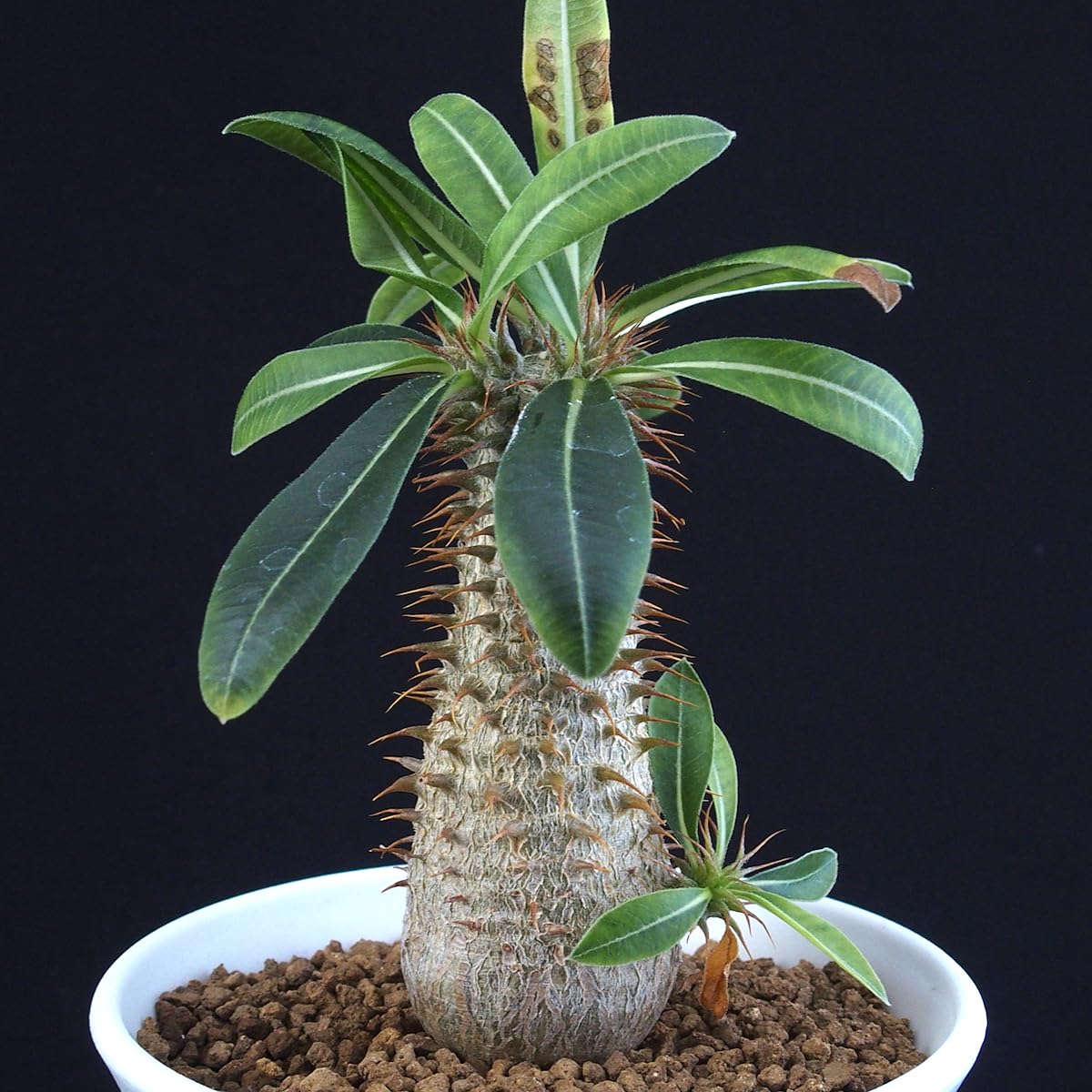 Amazon.co.jp: パキポディウムマカイエンセ 3分頭｜多肉植物 : ホーム