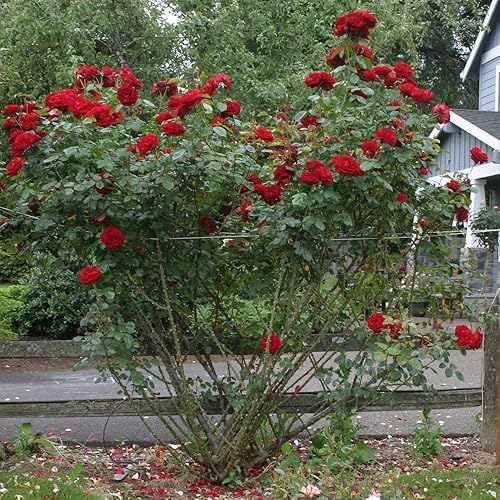 Miniatura 4 de Heirloom Roses Planta de rosas - Dublin Bay Red Rose Bush, rosas trepadoras planta viva para plantar al aire libre
