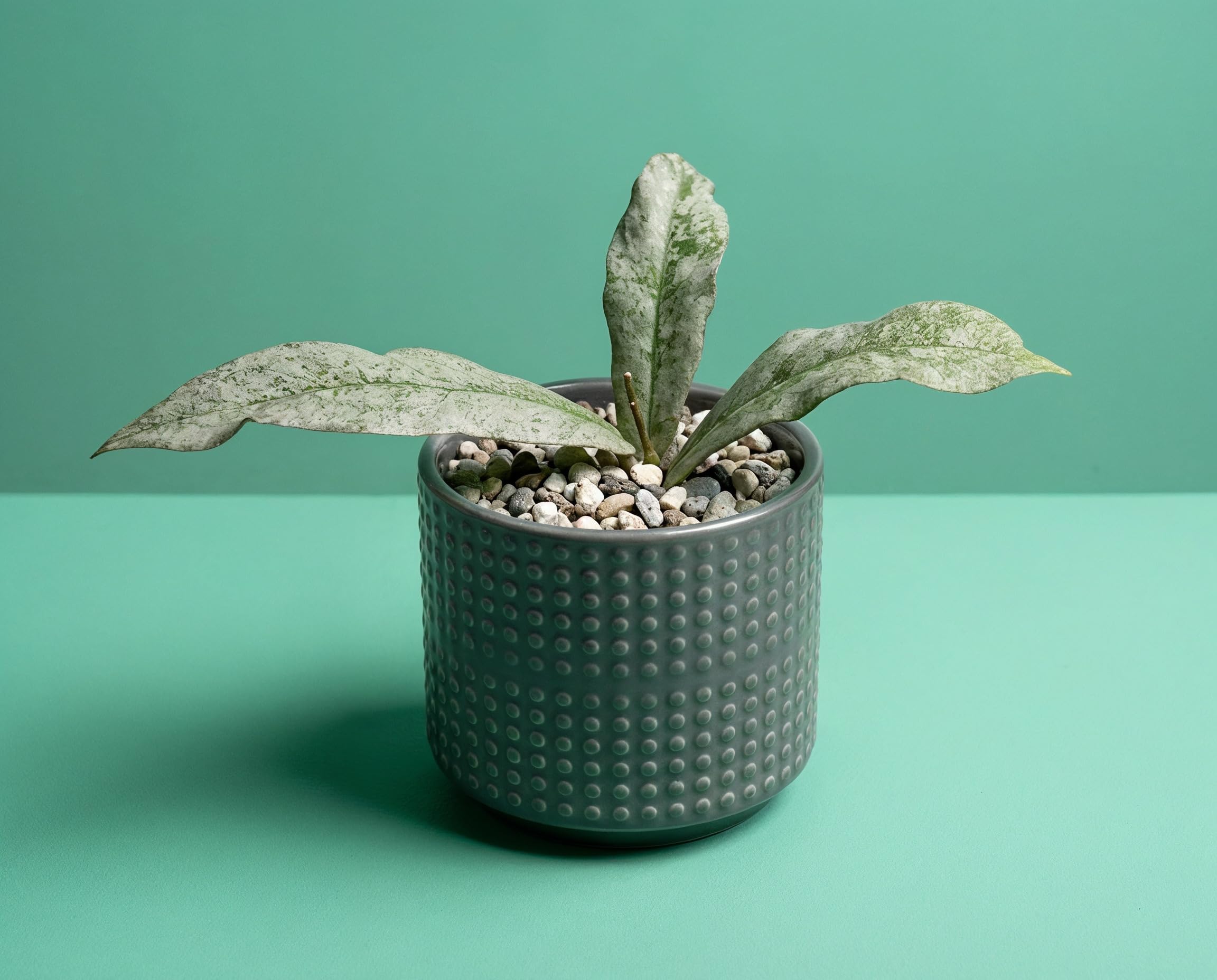 Hoya mitrata Silver – silbrig gesprenkelte Wachsblume – lebende Zimmerpflanze, ca. 10 cm hoch, im 8 cm Kulturtopf