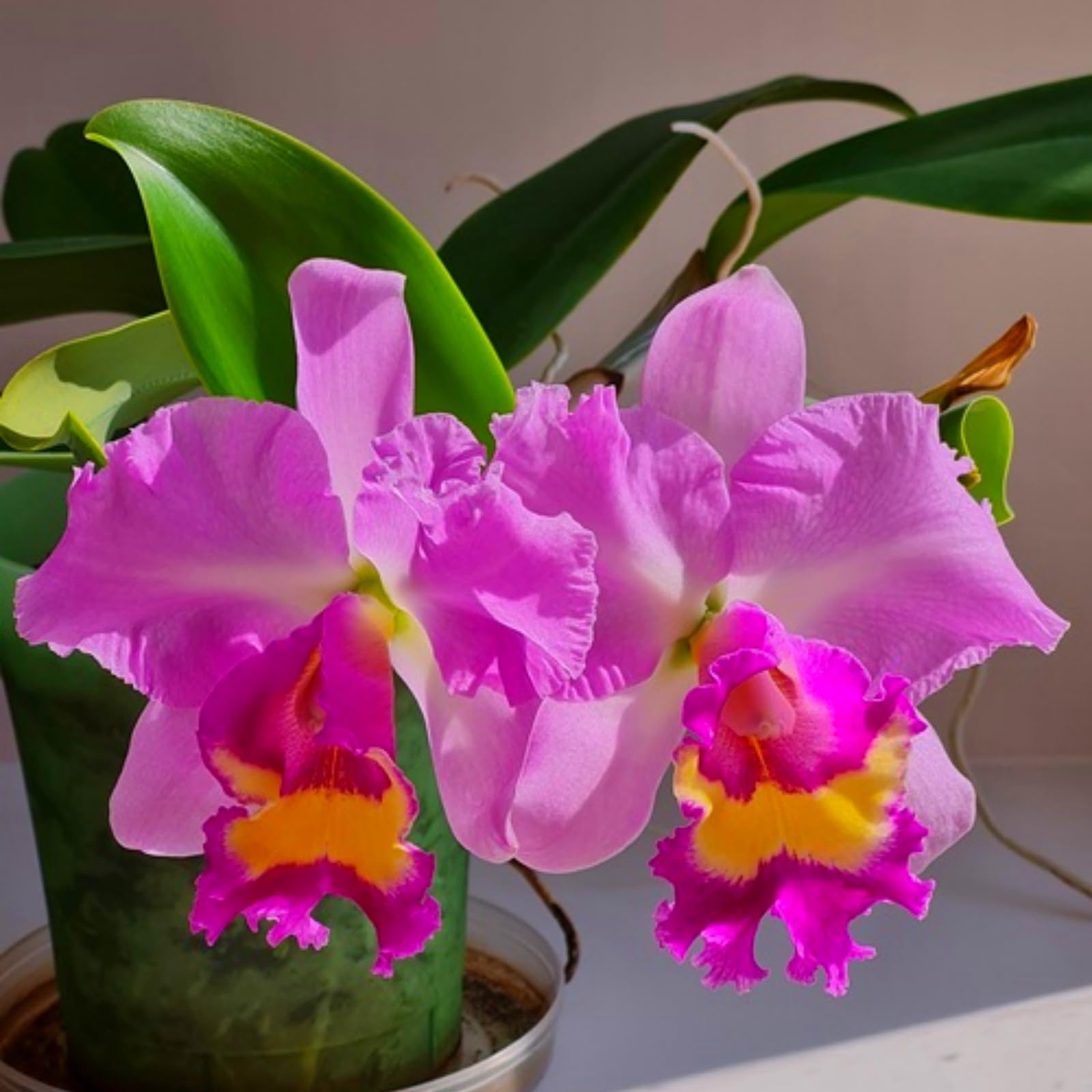 Beautiful Cymbidium Orchid for Planting UK, Hardy Perennial, Excellent Display, Mix Greening Flower, Natural Organic, Wedding, Balcony Garden-15 Bulbs-C