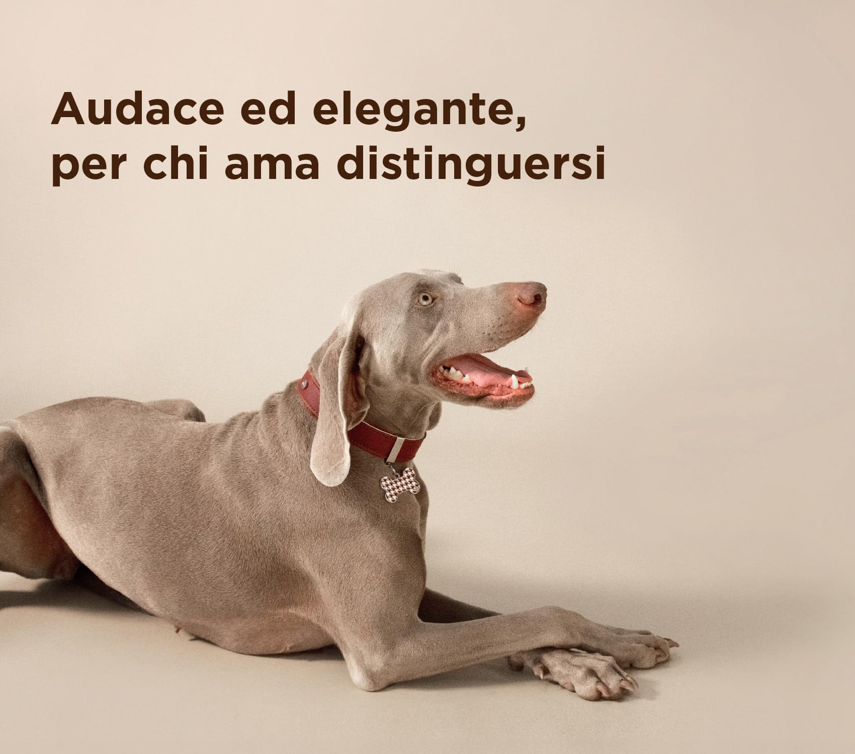 MyFamily Guinzaglio per Cane in Vera Pelle Italiana Made in Italy, Finiture Metalliche in Bronzo Bianco o Placcate Oro 24K, Pratico e Confortevole, Collezione Hermitage