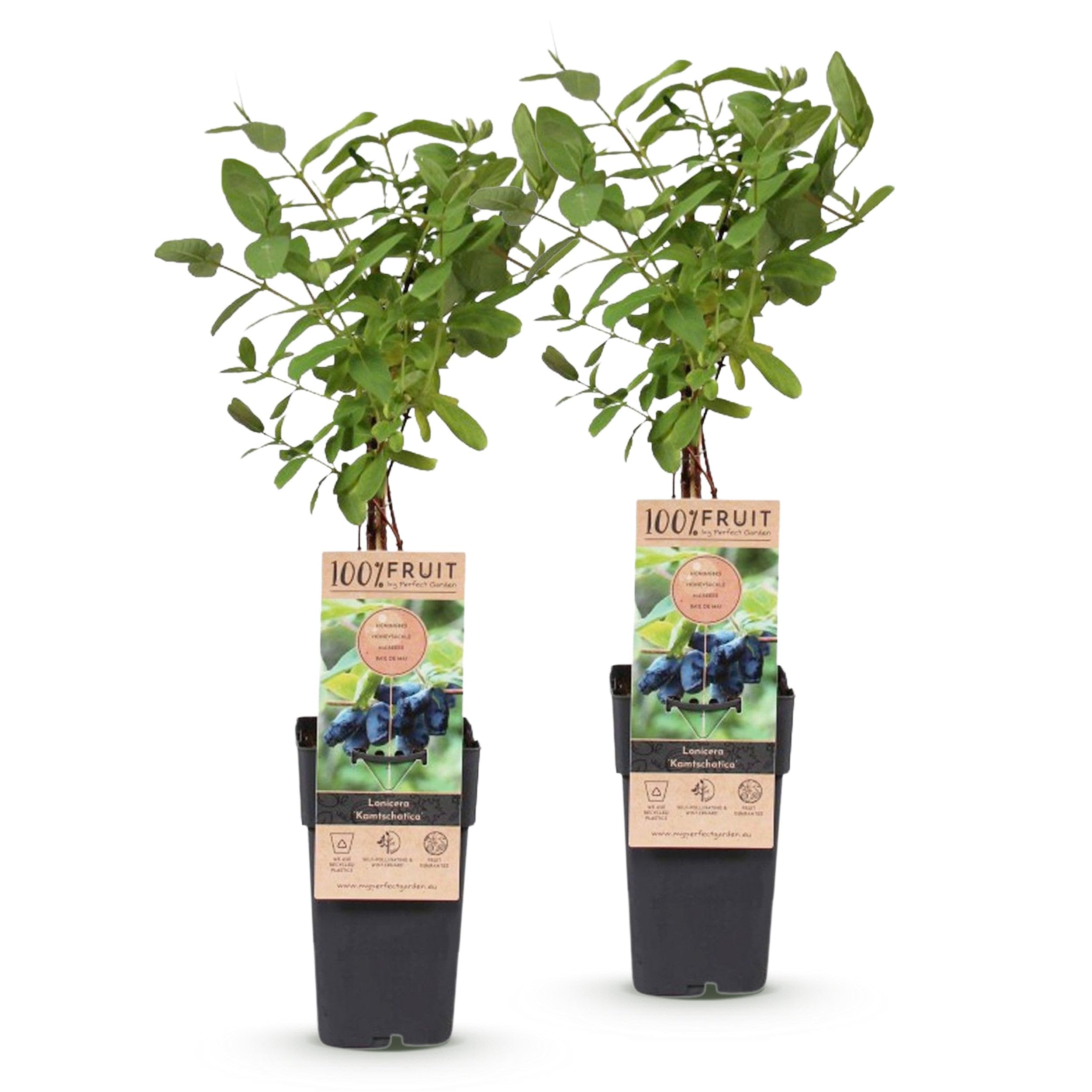 Green boutiQ - Obstpflanze - Lonicera caerulea Kamchatika - Honigbeere - Winterhart - Blaue Frucht - 2 Pflanzen - Topf 15cm - Höhe 50cm