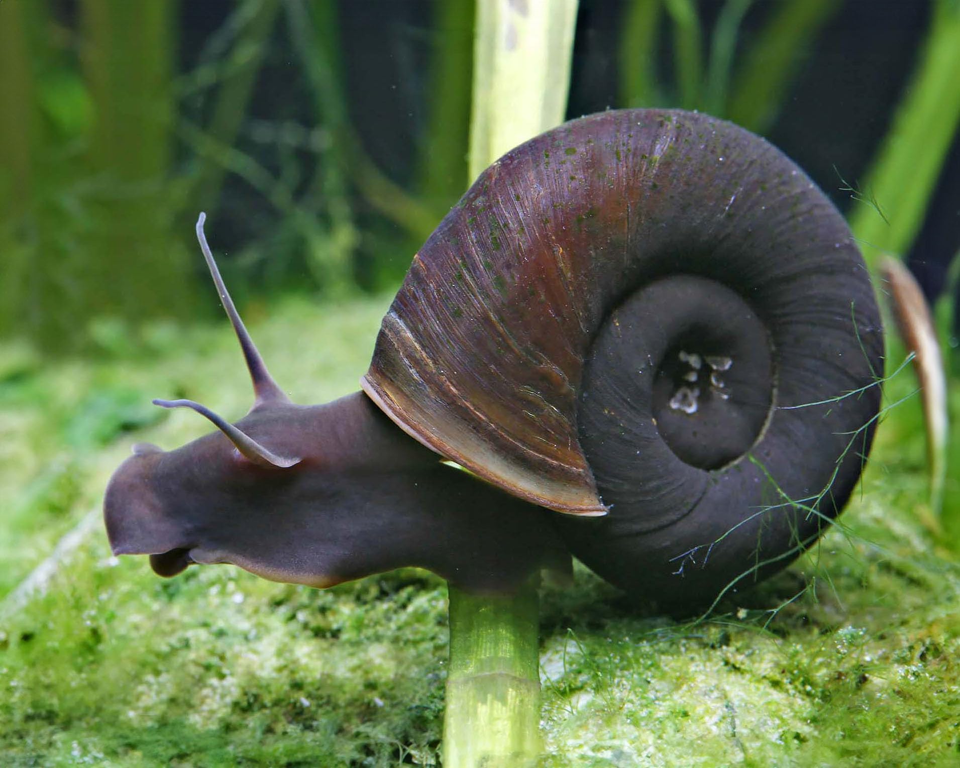 Garnelio 10x Teich Posthornschnecke - Planorbella duryi duryi - braune Posthornschnecke als Algenfresser & Putztrupp - friedliche Aquariumschnecke & Teichschnecke gegen Algen
