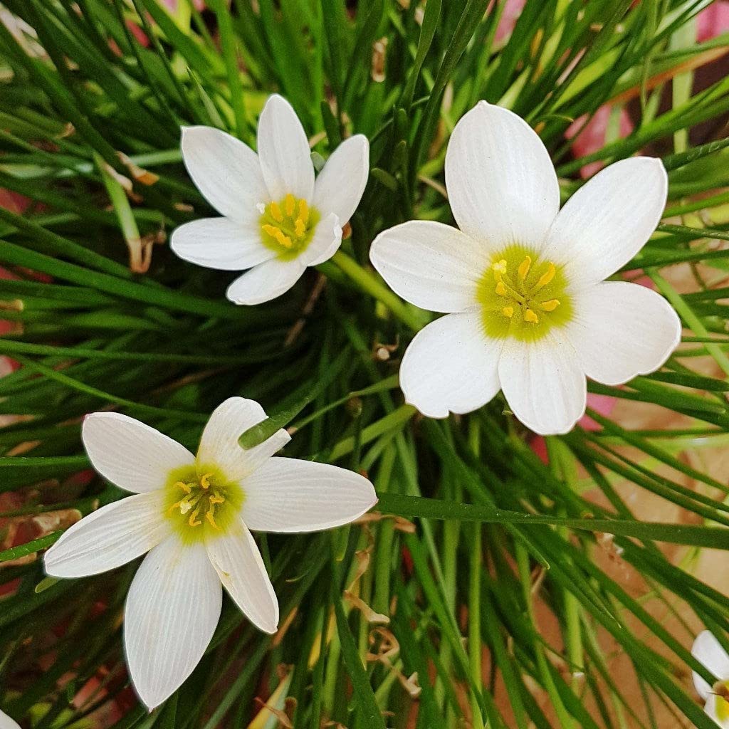 OhhSome Zephyranthes Candida (White) Gardening Plant Live (Healthy Live Plant)