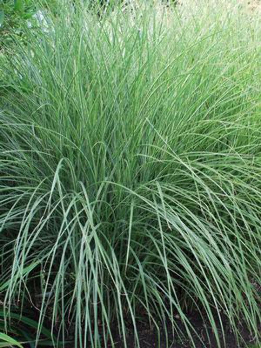 Miscanthus Morning Light
