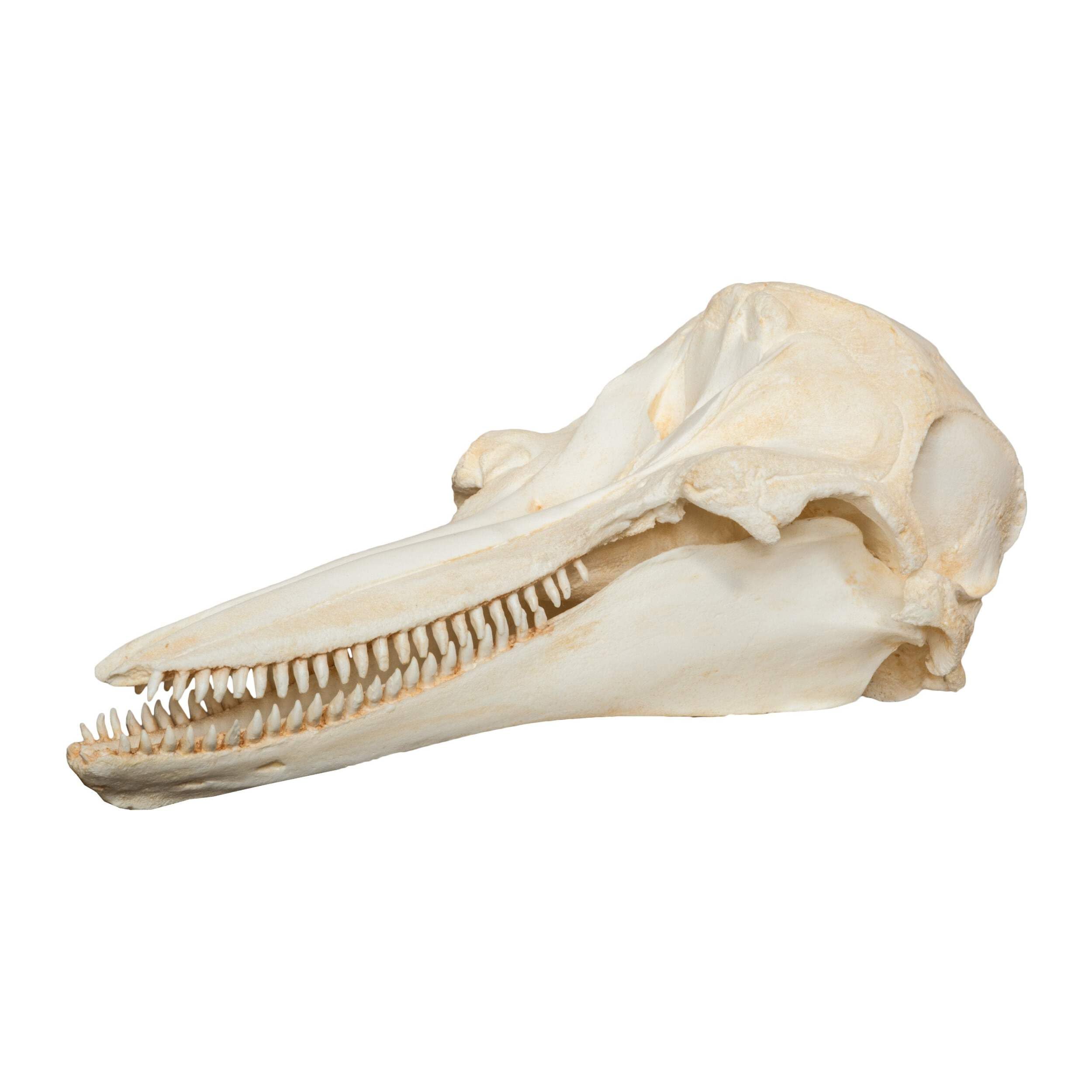 Amazon.com: Bottle-Nosed Dolphin Skull (Teaching Quality Replica
