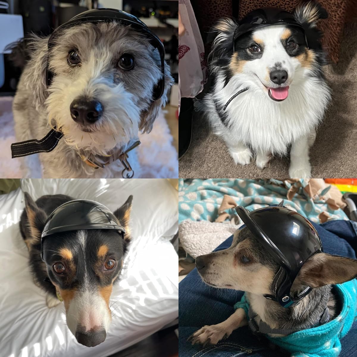 Kleiner Hundehelm mit Ohrenlöchern - Verstellbarer & Robuster Hundehut für Outdoor-Aktivitäten/Motorrad/Fahrrad, Schwarz, S