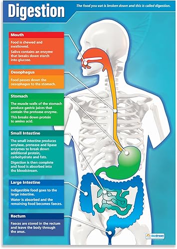 Daydream Education Póster de ciencia de la digestión – Papel brillante – FORMATO GRANDE 33 x 23.5 pulgadas – Decoración de aula STEM – Tablas de
