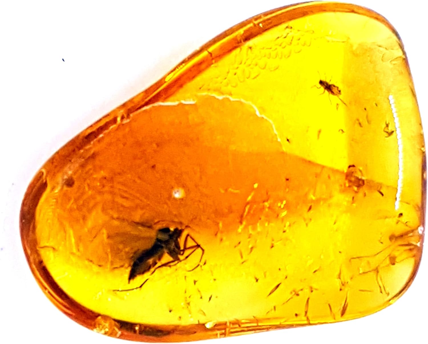 Genuine Fossil Baltic Amber with Inclusion with Magnifying Box/Beautiful Museum Grade : Baby