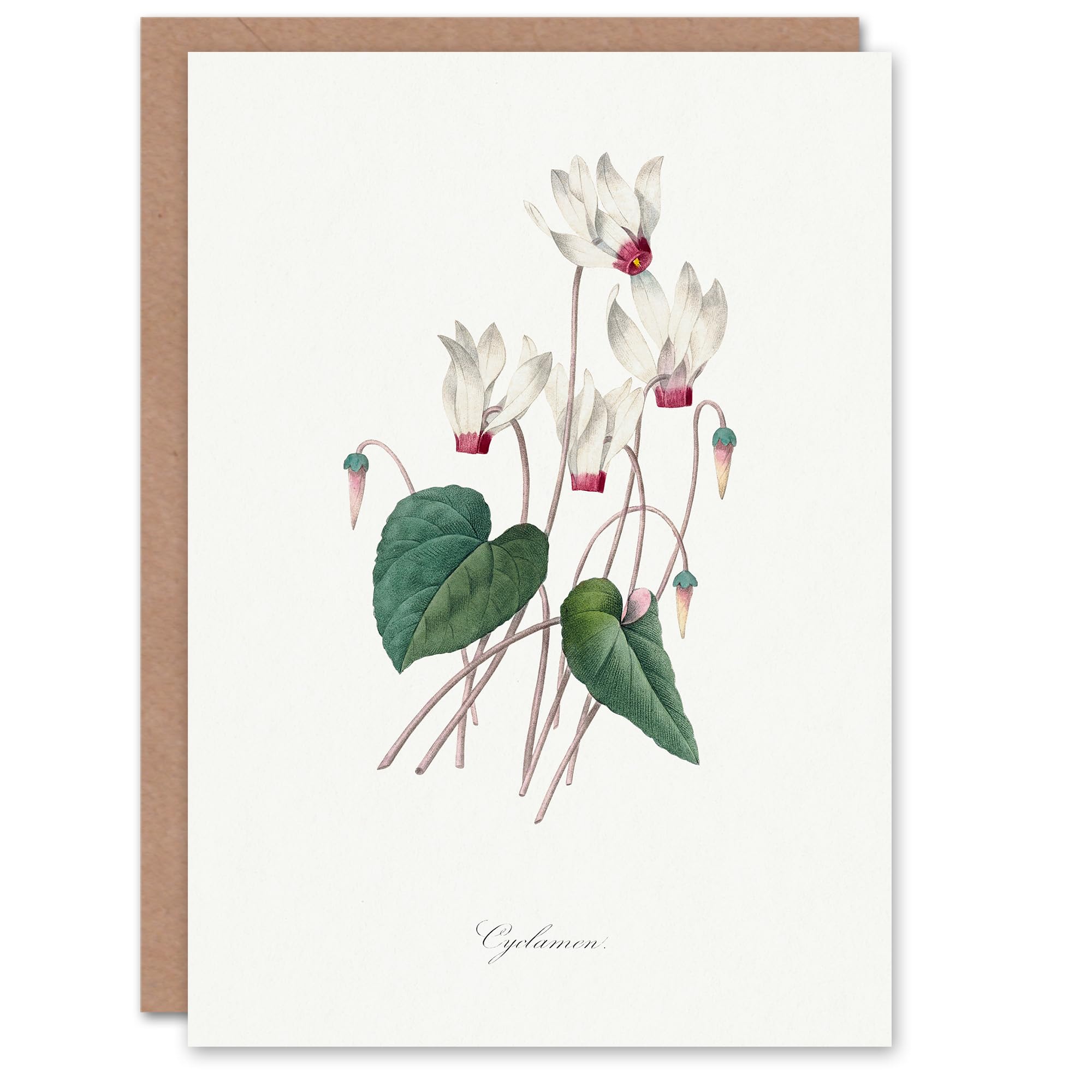 Artery8 - Greeting Card - Pierre-Joseph Redouté Cyclamen Floral Illustration - White
