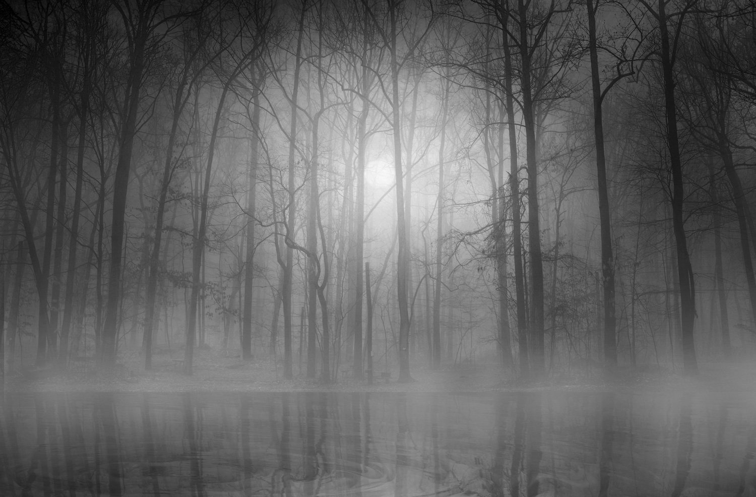 JP London JPL and Bethanne Lutz Present Morning Mist Misty Fog Everglades Tree 36in x 24in Poster Mural SPMUR1X629609 Fully Removable Peel and Stick Wall Art