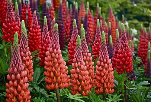 Miniatura 3 de Semillas Flores Lupino Rojo Perenne - 30 Semillas