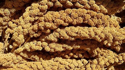 California Golden Spray Millet for Birds - Premium Spray Millet