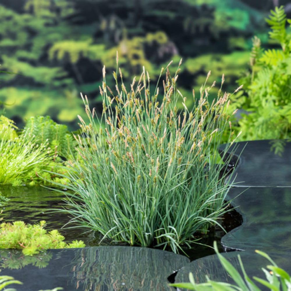 Carex panicea Carnation Sedge Dwarf Blue Sedge Marginal Aquatic 9cm Pot x 2 Plants By Thompson & Morgan
