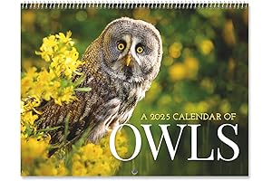 2025 Owl Calendar