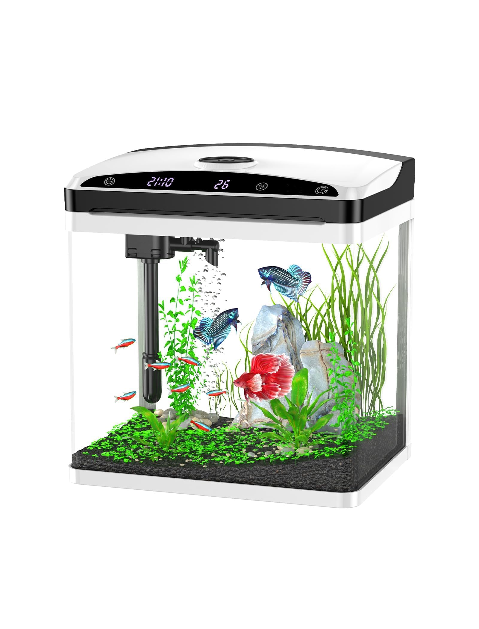 Guppy Tank Setup Starter Kit: Ultimate Guide for Beginners