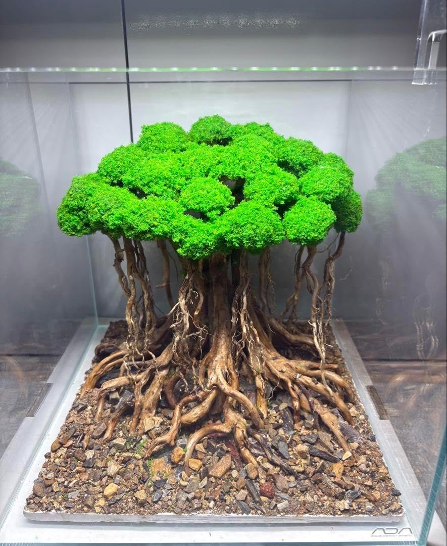 【超希少】アクアリウム・DIY向け 超特大塊根ブランチウッド流木 約80cm 希少】アクアリウム・ガーデニング向け 特大塊根ブランチウッド