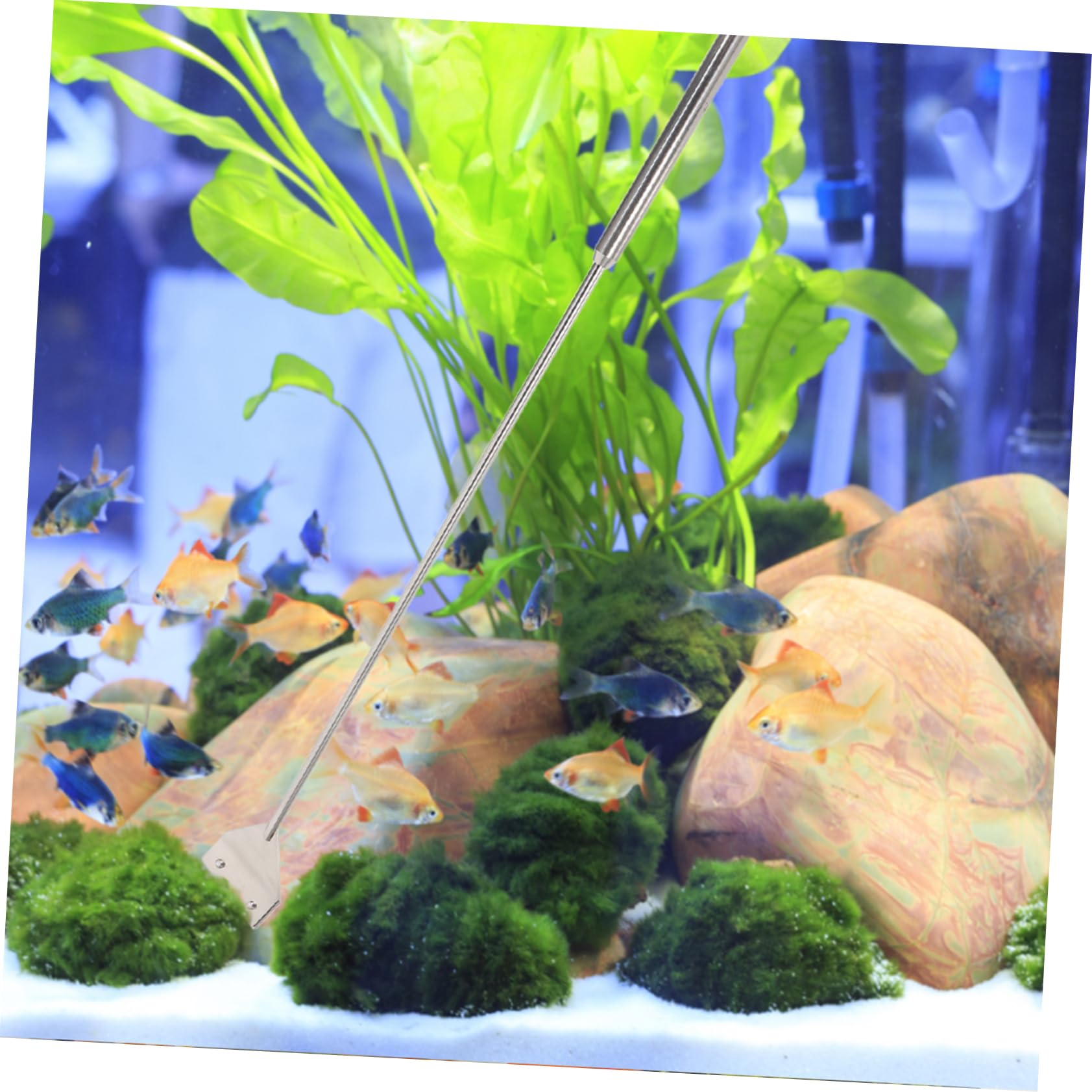 Kompakter Schaber Satz für Aquarium Reinigung, 1 Satz Metall Silber | Schere und Zubehör, für Fischbecken und Aquarien, Wartungswerkzeug im Praktischen Satz