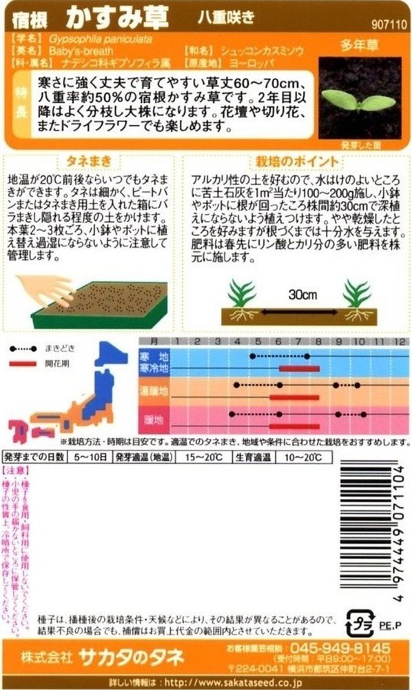 Amazon | サカタのタネ 実咲花7110 宿根かすみ草 八重咲き 00907110 | 草