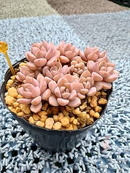 Amazon.co.jp: 多肉植物 ディッシュ 抜き苗 寄せ植え 7ハーフポット