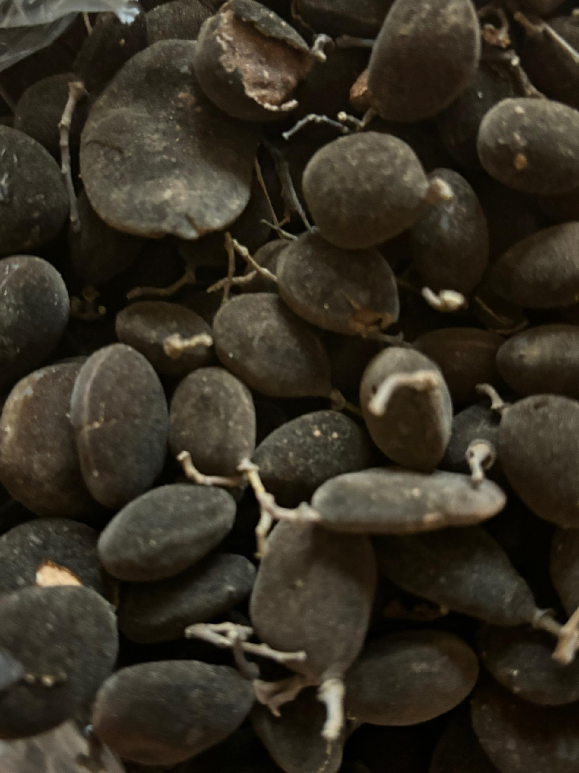 Tamarinier Noir Chat Noir, Délices Naturels de Côte d'Ivoire, Pochette de 300g