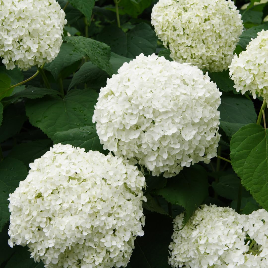 M-Tech Gardens Hydrangea Flowering Plant (White, Hybrid) Exotic 1 Live Flowering Plant (B0D8C4MY9C) Amazon Price History, Amazon Price Tracker
