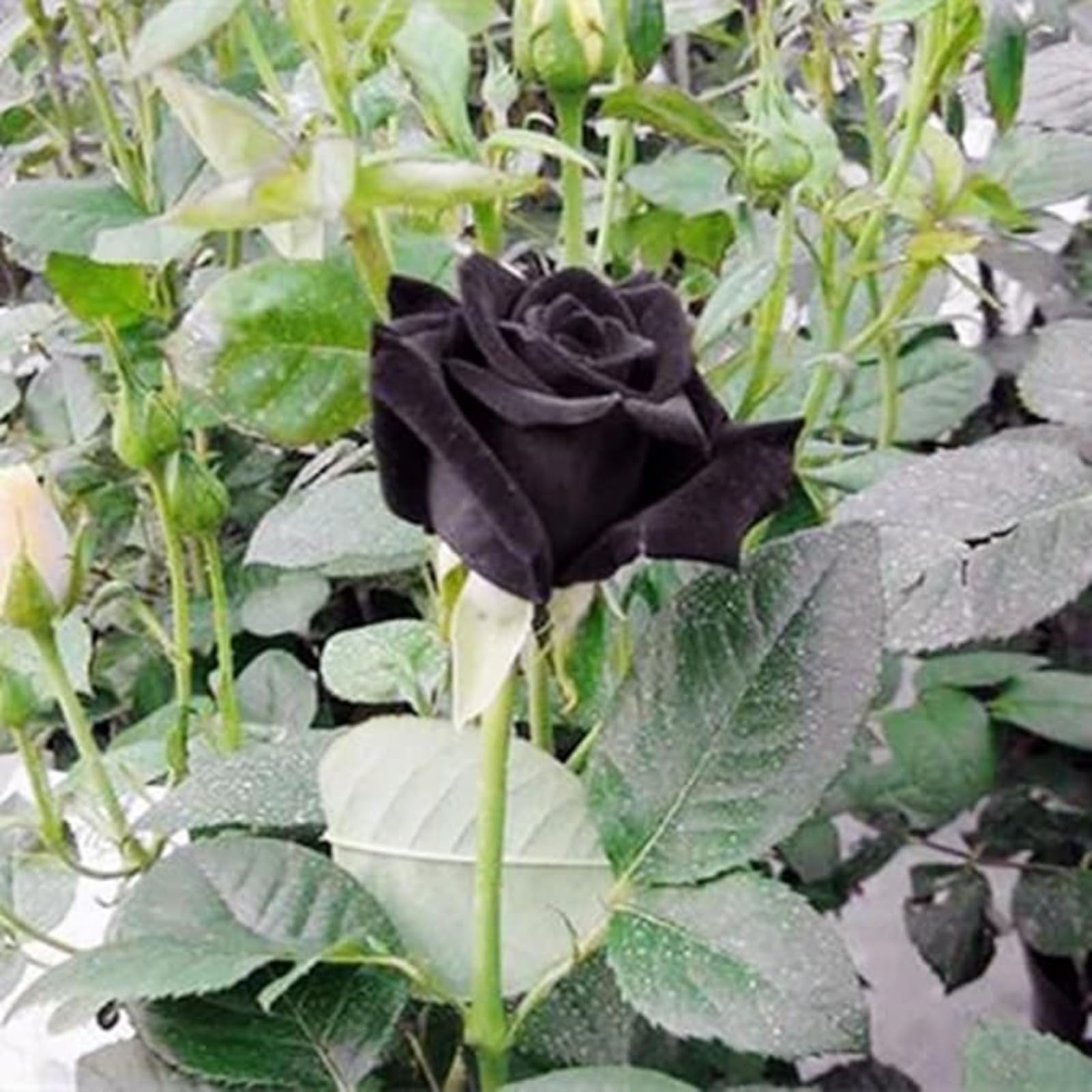 Gorgeous Rose Bulbs Mix UK,Flowering Rhizome,Iridescent,Excellent Display,Perennial,Hardy,Good for Containers,Balcony Garden Bulbs.-5bulbs-Black