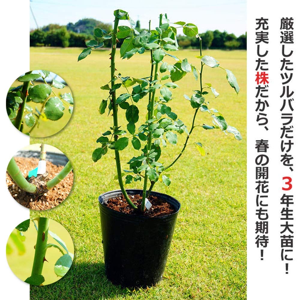 Amazon.co.jp: 四季咲きつるバラ 【ポンポネッラ】 3年生長尺1.1m苗