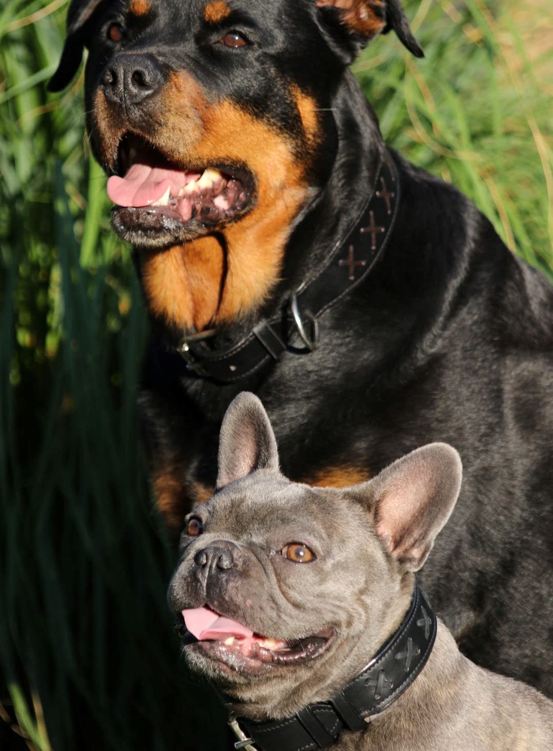 Tysons EXTRA BREITES Lederhalsband Für Hunde – 3,5 Cm Breit, Größe M (40-45 Cm), Braun Mit Schwarzem Zierstich