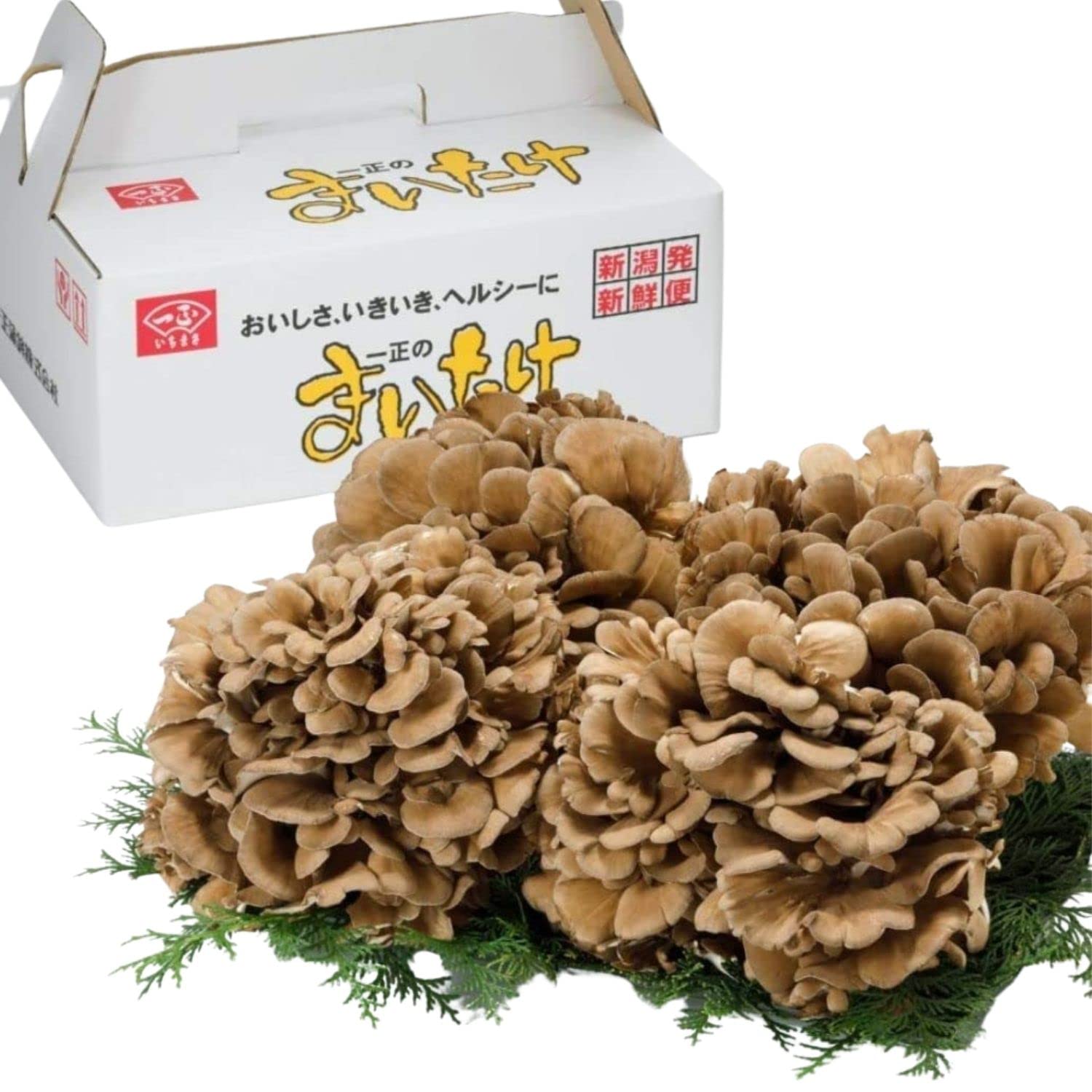 Amazon.co.jp: いちまさ 新潟県産 まいたけ 舞茸 (4株 約1.5kg) 無農薬 
