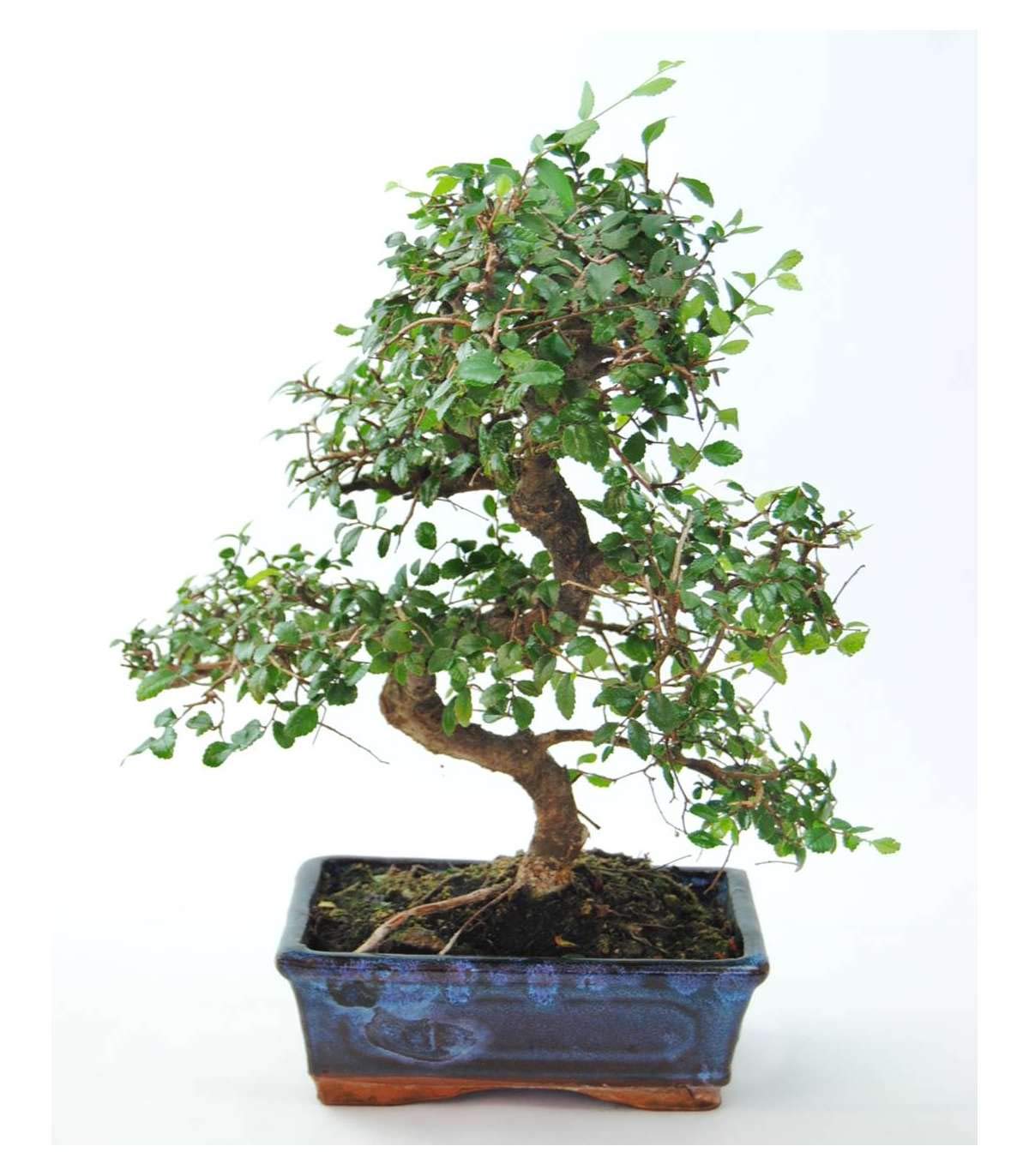 Bonsai Zelkova Natural 8 años - Olmo Chino - Selecciona día de entrega