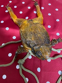 Amazon.co.jp: 本物 カエル革のポシェット 蛙の剥製 両生類 フィリピン