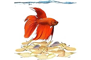 FishFinBetta Fin Rot Treatment Catappa Indian Almond Leaves