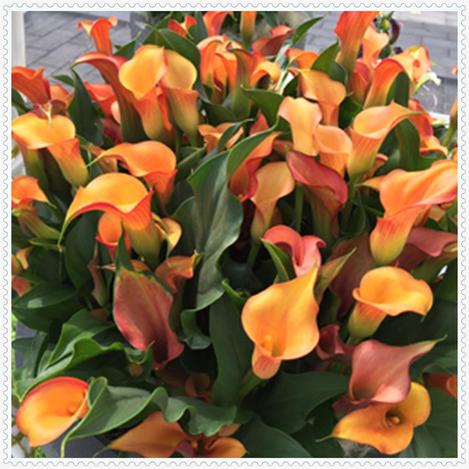 Calla Lily Bulbs for Planting Now UK Ornamental Perennial Excellent Display Plant Bulbs Greening Flower Good for Containers/Natural Organic Easy Plant Perennial-10bulbs-K