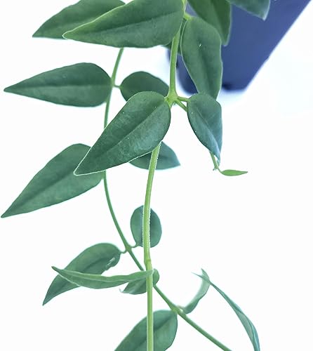 Miniatura 4 de Planta Hoya Bella Planta de interior viva o Hoya Lanceolata Bella Planta de interior 2.5 "Maceta 2 tallos  Envíos desde California