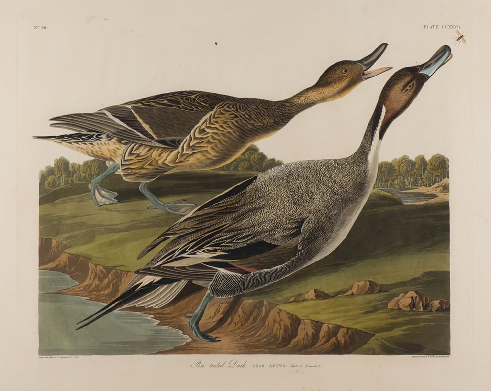 Gravure canard à queue d'épingle John Audubon pour habiller un grand mur vide - 5