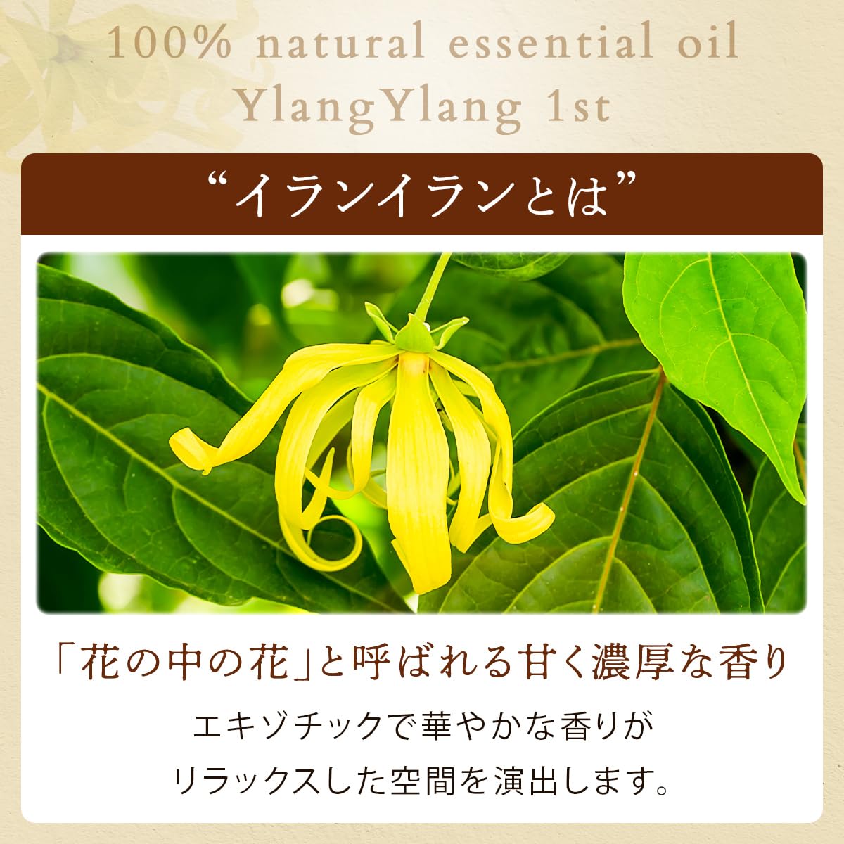 Amazon.co.jp: 天然100% イランイラン 1st (ファースト) 50ml 精油
