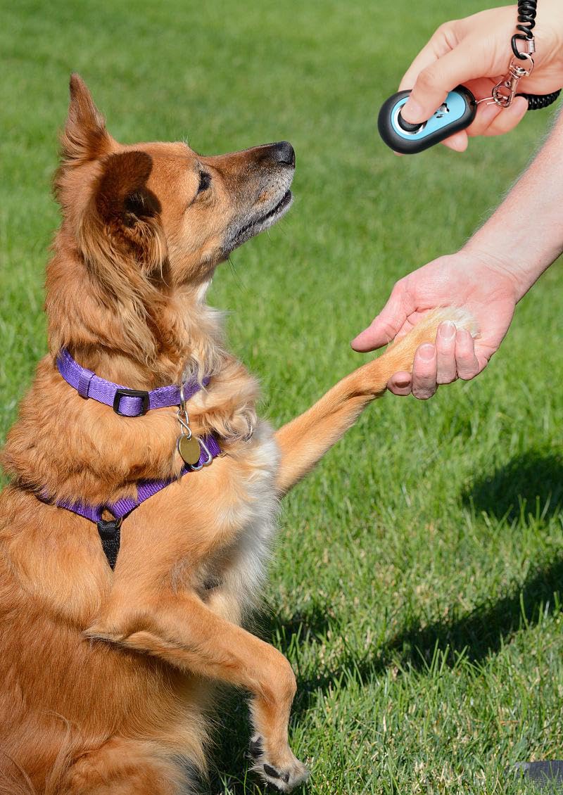 Pet Clicker for Dogs/Cats/Horses/Birds or Other Animals - Clickers for Training (Blue + Green) - image 6