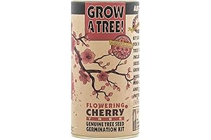 Christmas Tree Growing Kit