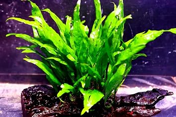 Java Fern Narrow Beautiful Tropical OXYGENATING Healthy Aquarium Plants Shrimp (3)