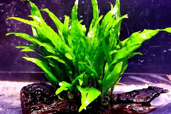 Java Fern Narrow Beautiful Tropical OXYGENATING Healthy Aquarium Plants Shrimp (3)
