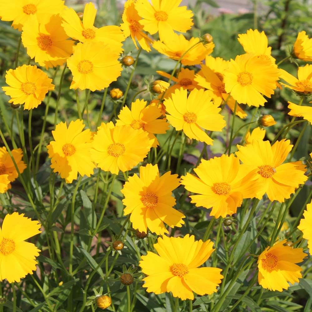 Outsidepride Lance-leaved Coreopsis Seeds - 1 lb. Perennial, Humidity & Drought Tolerant Flower Seeds for Planting Clumping Vibrant Golden Blooms, Ideal for Xeriscaping and Low Maintenance Gardens