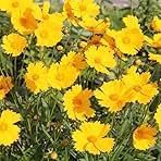 Outsidepride Lance-leaved Coreopsis Seeds - 5000 Pcs Perennial, Humidity & Drought Tolerant Flower Seeds for Planting Clumping Vibrant Golden Blooms, Ideal for Xeriscaping and Low Maintenance Gardens