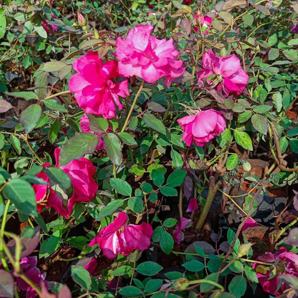 Kalfo Red Desi Rose Live Plant Desi Gulab Plant Rosa moschata Flower Plant All Season Plant Fragrant Rose Plant For Home and Garden Desi Rose Flower Plant With Pot (B0CQLWJR7J) Amazon Price History, Amazon Price Tracker