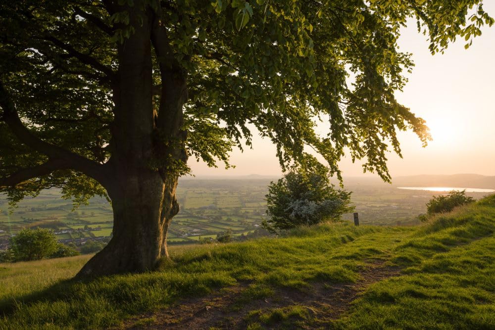 The beech trees on Draycott Sleights in the Mendip Hills Area of Outstanding Natural Beauty at sunset. Poster Print by Loop Images Ltd. (20 x 13)