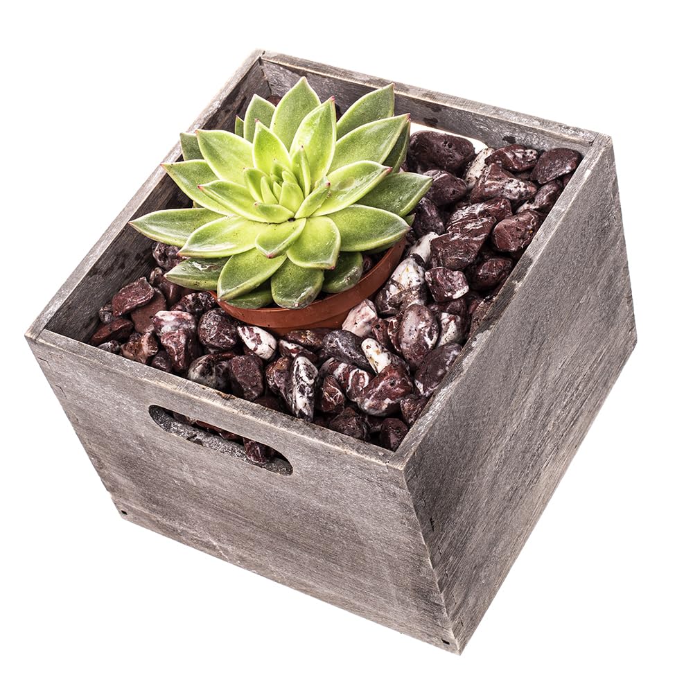 Marble Decorative Stones & Pebbles Chipping | Pot Toppers for Succulents | Ideal for Garden & Home Decor (Plum Slate Chippings 20-40mm, 2 kg)