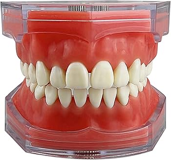 Amazon.co.jp: Cilevizy歯列模型 歯科モデル 歯が取り外し可能モデル